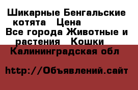 Шикарные Бенгальские котята › Цена ­ 25 000 - Все города Животные и растения » Кошки   . Калининградская обл.